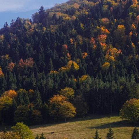 Landhaus Borjomi Cottage24